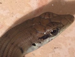 Emoia mokolahi