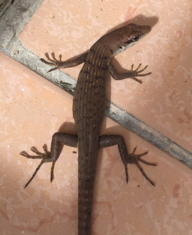 Tongan Robust Treeskink