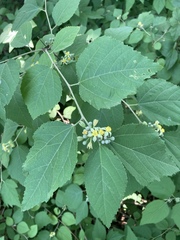 Grewia biloba