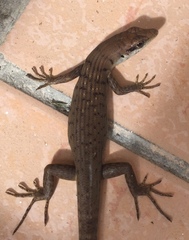 Emoia mokolahi