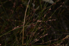 Sporadanthus interruptus