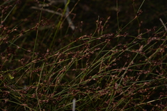 Sporadanthus interruptus