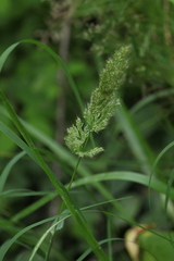 Polypogon fugax