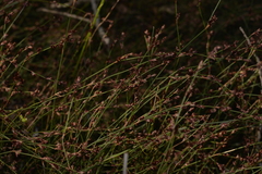 Sporadanthus interruptus