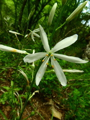 Anthericum liliago