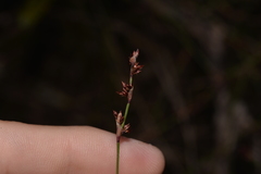 Sporadanthus interruptus