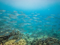 Decapterus