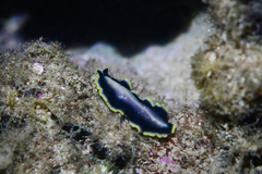 Pseudoceros paralaticlavus