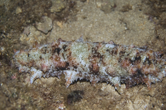 Stichopus
