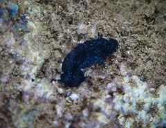 Pseudobiceros stellae