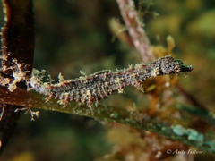 Idiotropiscis australe