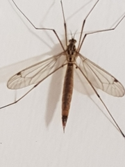 Nephrotoma cornicina