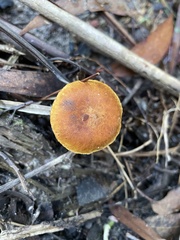 Gymnopilus allantopus