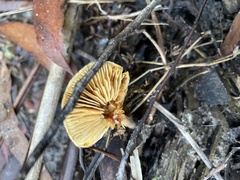 Gymnopilus allantopus