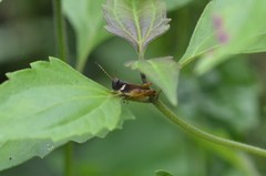 Coptacrinae