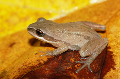 Pseudacris triseriata