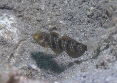 Amblygobius sphynx