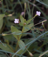 Lindernia procumbens