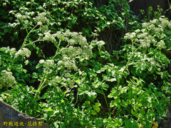 Angelica hirsutiflora
