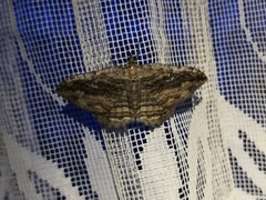 Philereme transversata