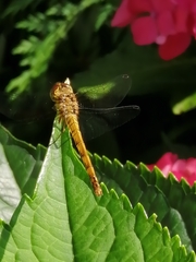 Sympetrum