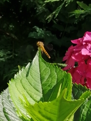 Sympetrum