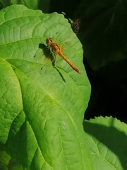 Sympetrum