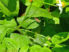 Takydromus viridipunctatus