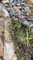 Thymus pulegioides pulegioides