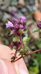 Thymus pulegioides pulegioides