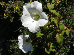 Calystegia tuguriorum
