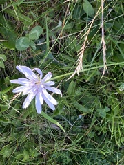 Scorzonera rosea