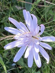Scorzonera rosea