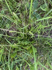 Scorzonera rosea