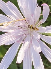 Scorzonera rosea