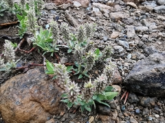 Salix breviserrata