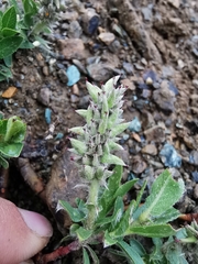 Salix breviserrata