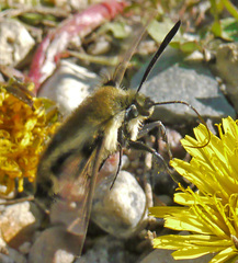 Hemaris diffinis