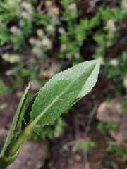 Salix breviserrata