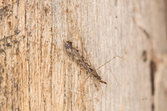 Empicoris vagabundus