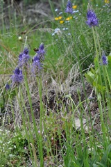 Phyteuma betonicifolium