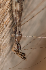 Empicoris vagabundus