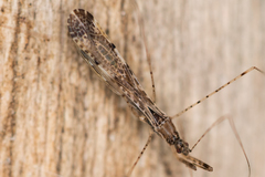 Empicoris vagabundus