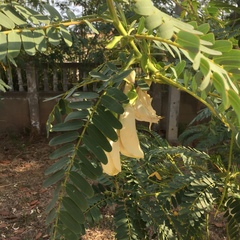Sesbania grandiflora