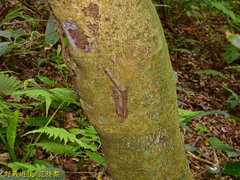 Lebeda nobilis