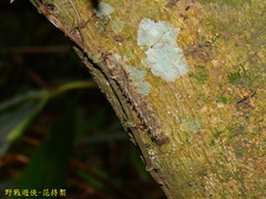 Lebeda nobilis