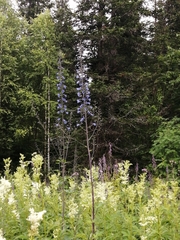 Delphinium elatum