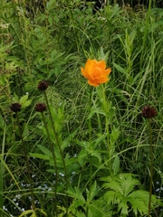 Trollius asiaticus