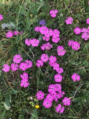 Dianthus alpinus