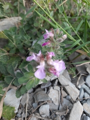 Teucrium chamaedrys nuchense